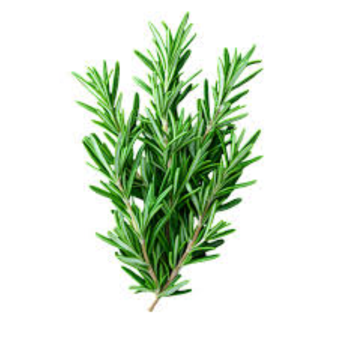 FRESH ROSEMARY